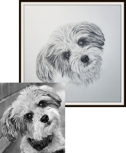 Custom Dog Drawing
