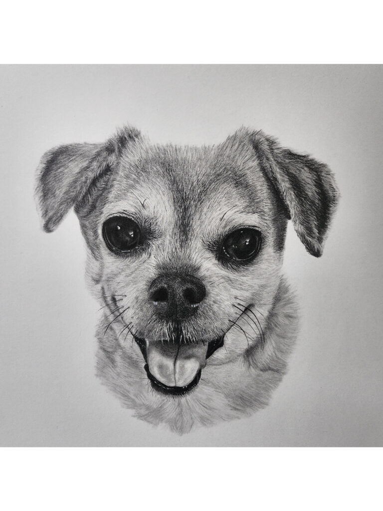 ChihuahuaEnlarged
